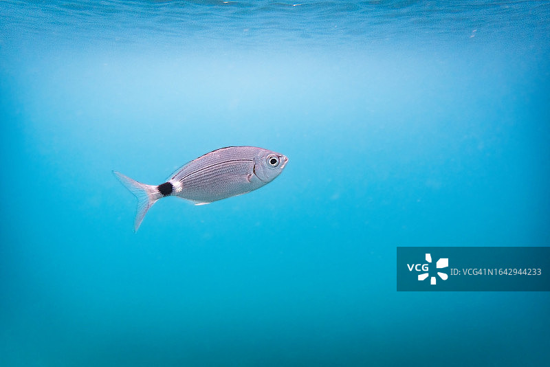 海洋中的一条鱼图片素材