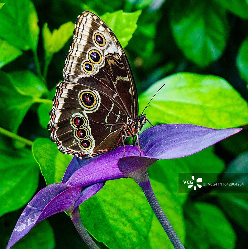 树叶上的蝴蝶图片素材