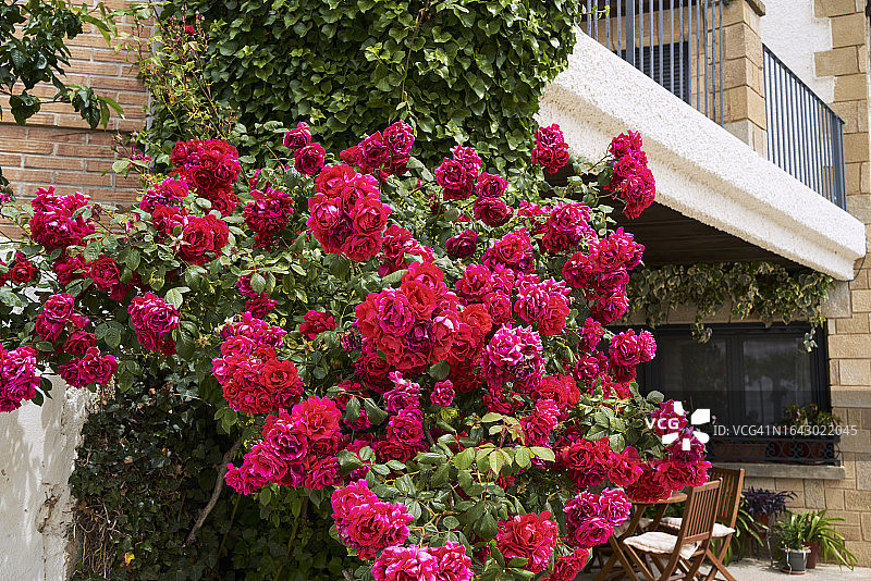 一丛美丽的红玫瑰，背景是带有二层的房屋外墙，桌子和椅子的一部分，以及带有铁栏杆的阳台图片素材