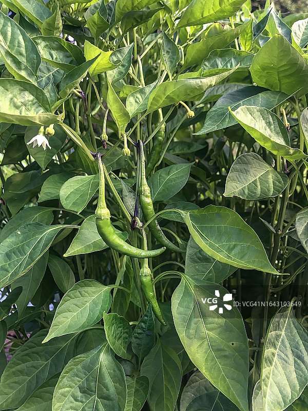 植物上的辣椒图片素材