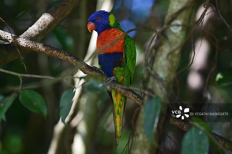彩虹吸蜜鹦鹉图片素材