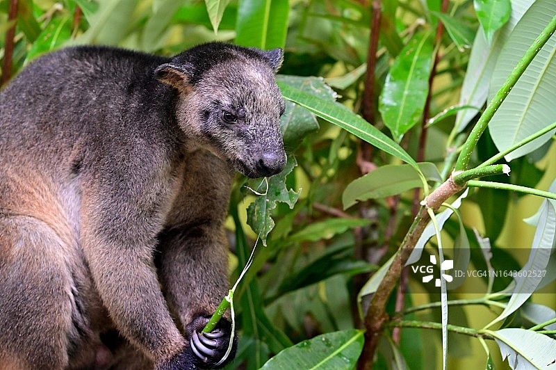 树袋鼠吃树叶图片素材