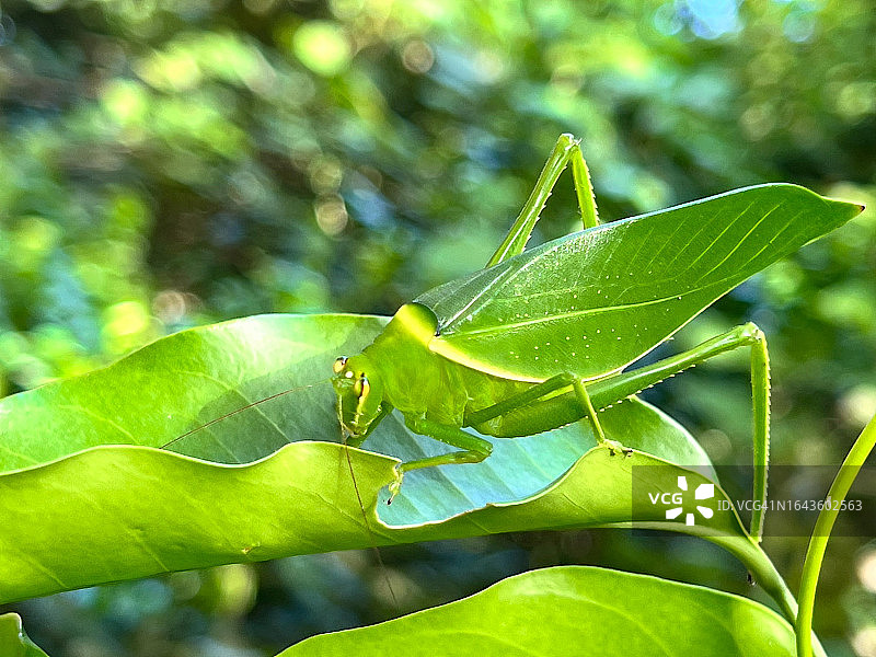绿叶上的绿色蟋蟀图片素材