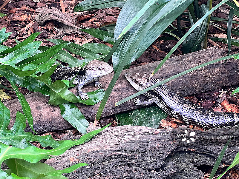 两条蓝舌石龙子在树干上爬行图片素材