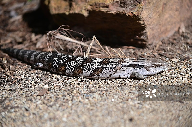 蓝舌石龙子在地上爬行图片素材