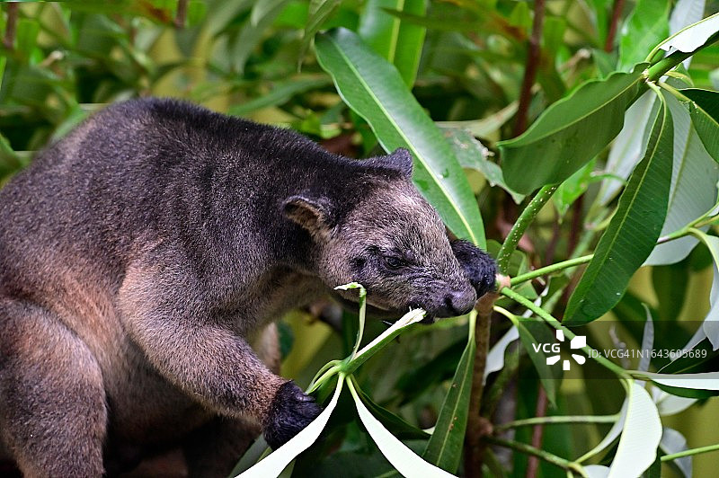 树袋鼠吃树叶图片素材