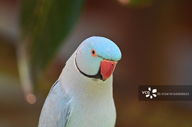 蓝色印度环颈鹦鹉图片素材