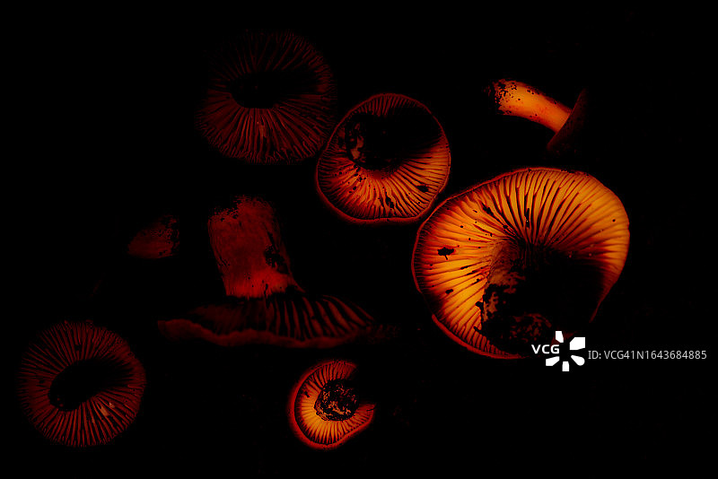 伞形乳菇底部阴暗的景象图片素材