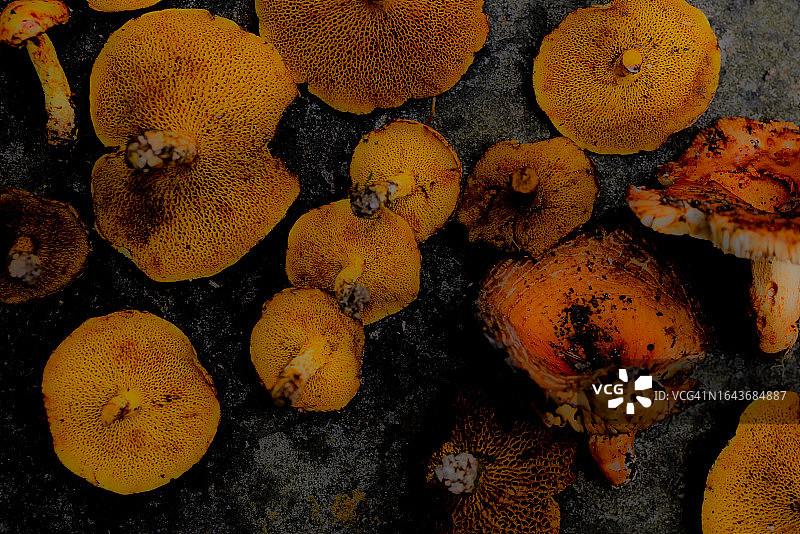 鸡油菌菇或美洲乳牛肝菌底部图片素材