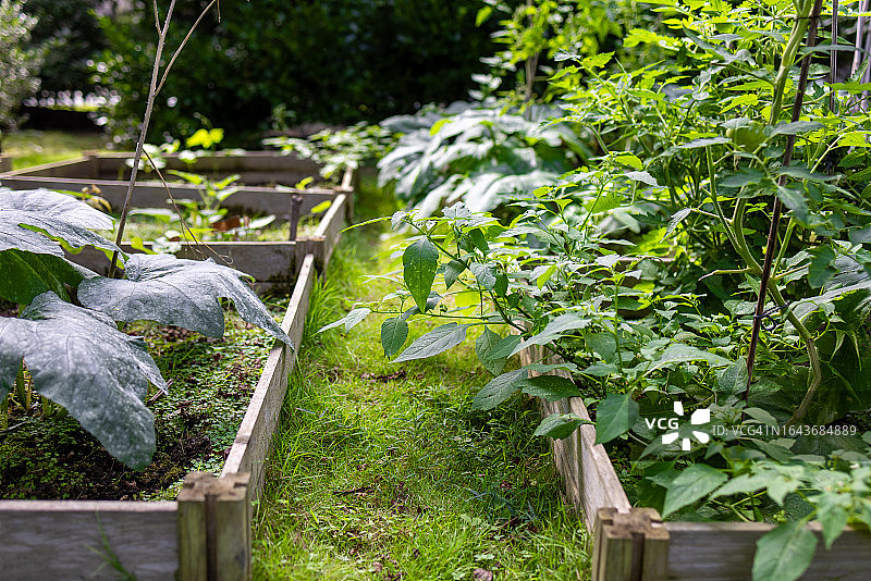 夏季家庭菜园图片素材
