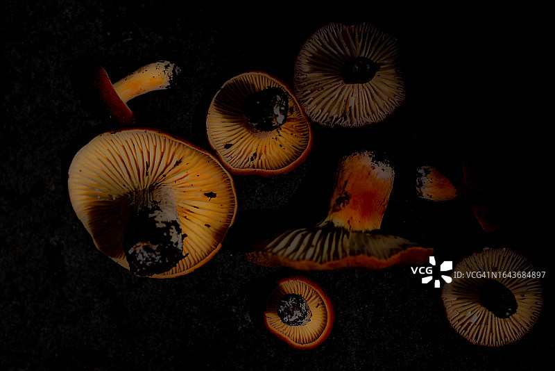 伞形乳菇底部阴暗的景象图片素材