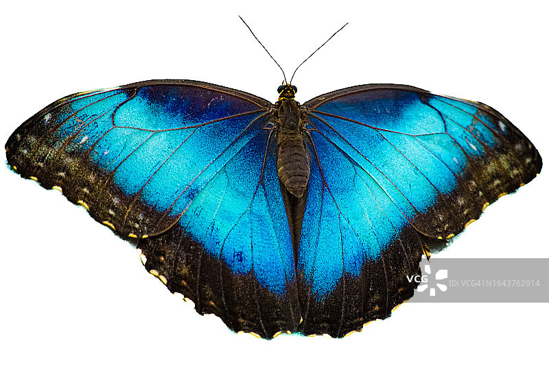 蓝色大闪蝶图片素材