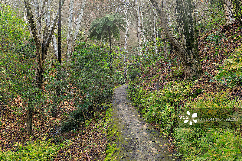 阿德莱德山植物园的步行道：蕨类植物与热带地被植物，南澳大利亚州阿德莱德图片素材
