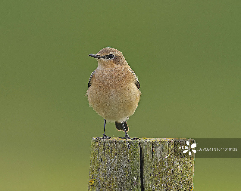 小麦[小麦]图片素材