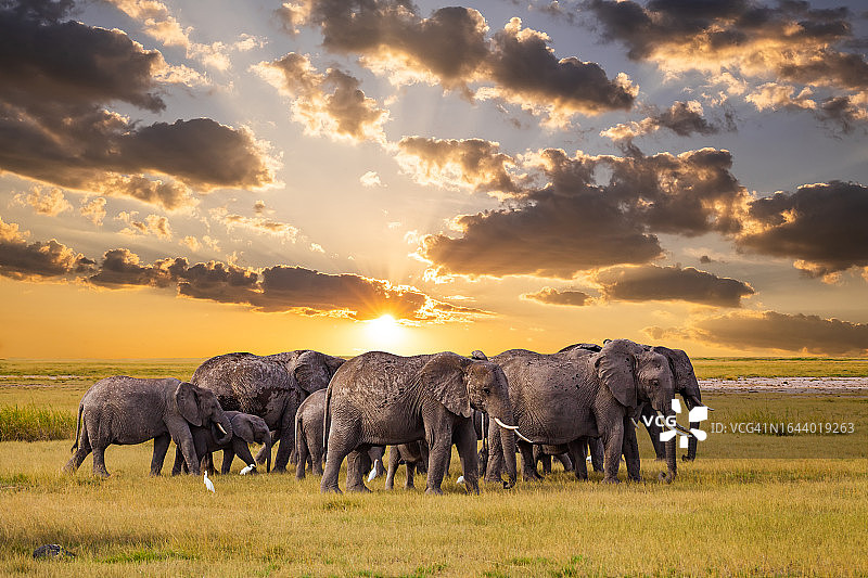 非洲稀树草原日落时分的一群大象图片素材