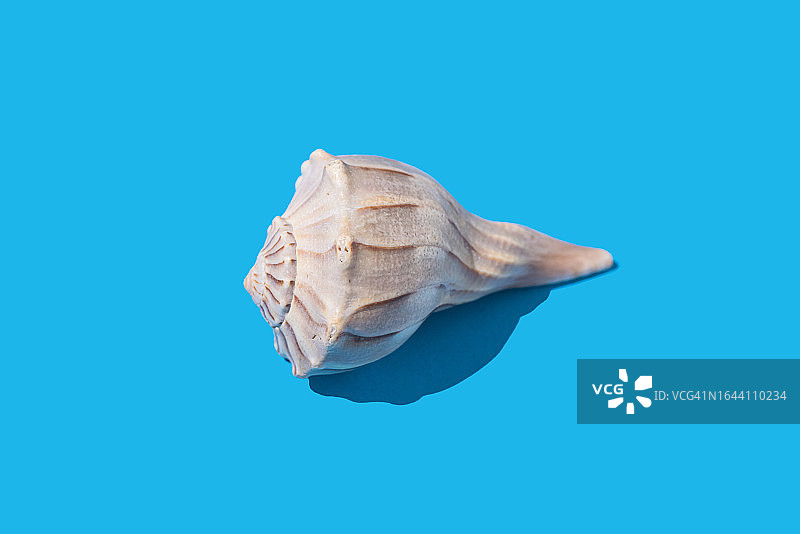 蓝色背景上的白色和棕色海螺，海洋生物概念图片素材
