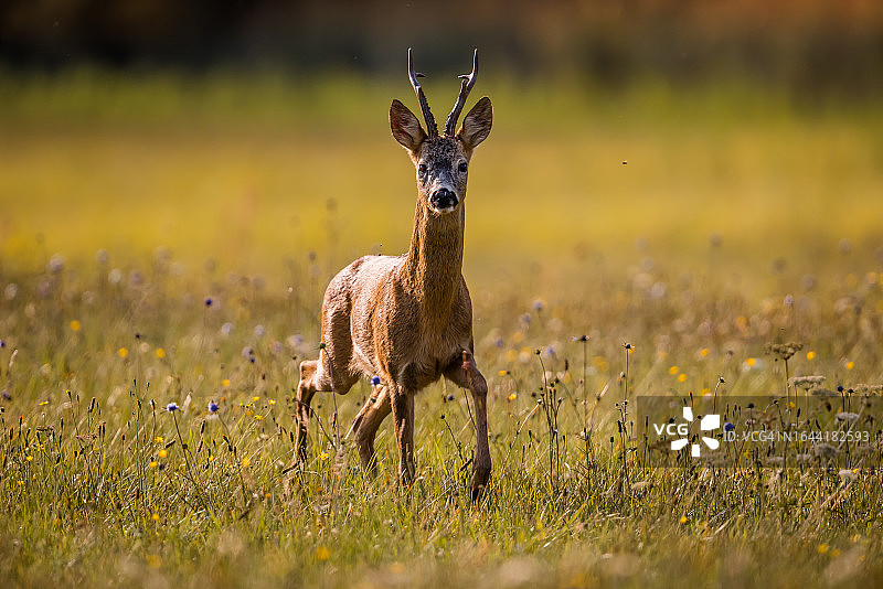 欧洲狍图片素材