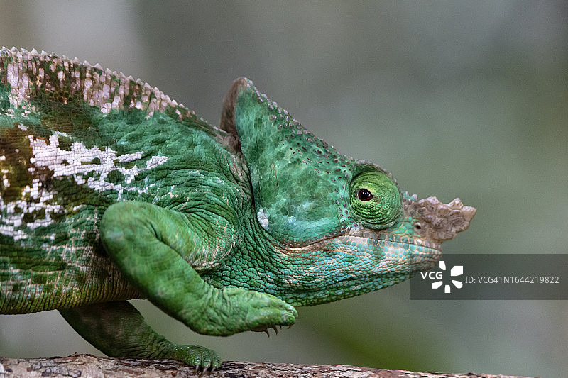 帕森氏变色龙图片素材