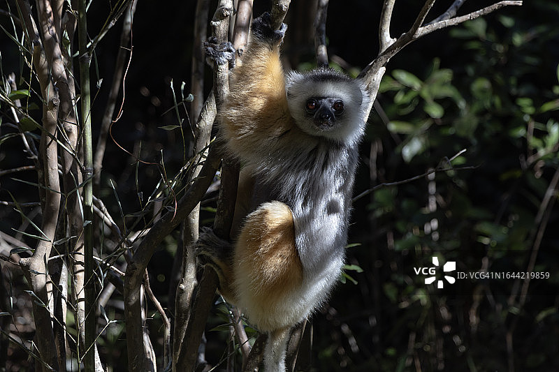 戴冕狐猴图片素材