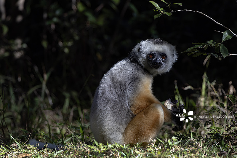 戴冕狐猴图片素材