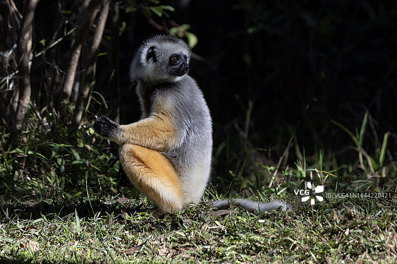 戴冕狐猴图片素材