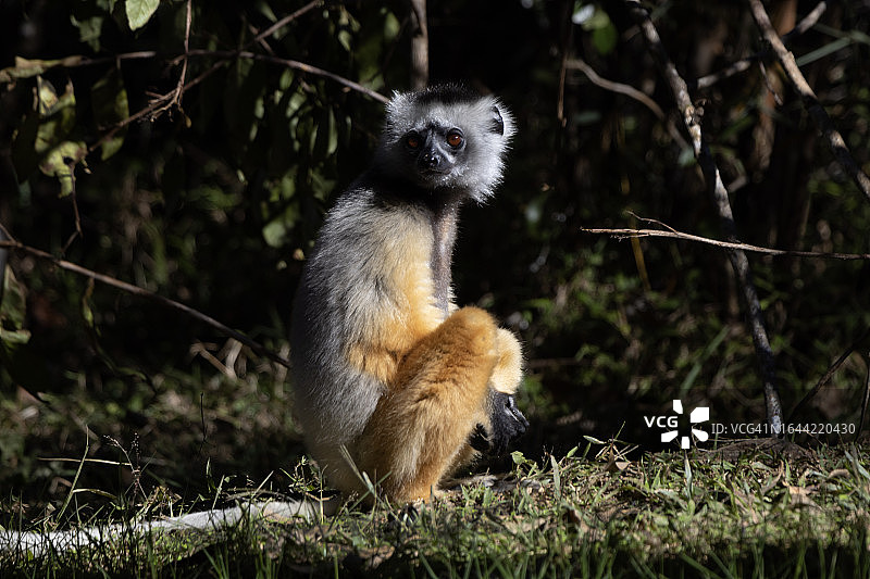 戴冕狐猴图片素材