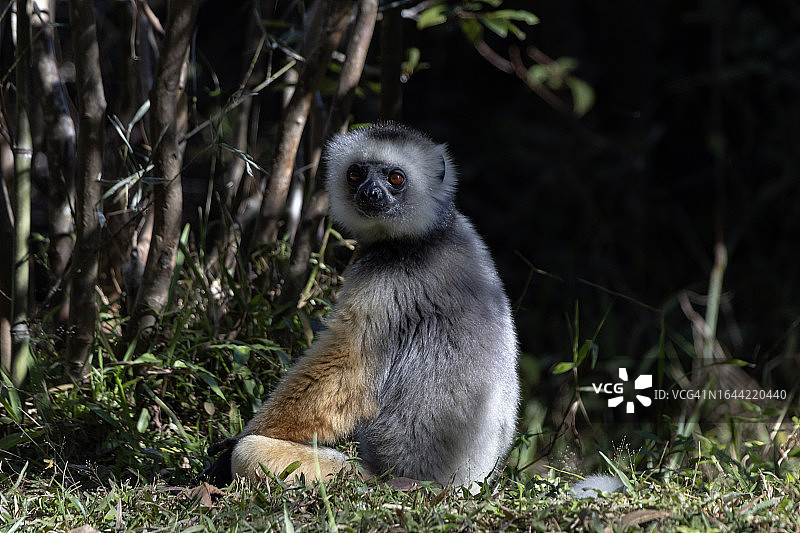 戴冕狐猴图片素材