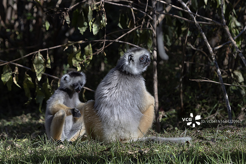 戴冕狐猴图片素材