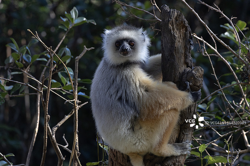 戴冕狐猴图片素材