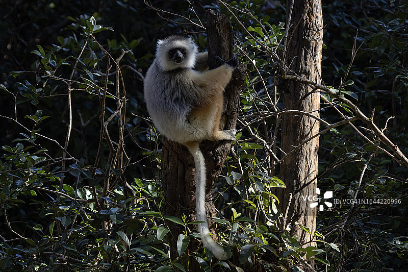 戴冕狐猴图片素材