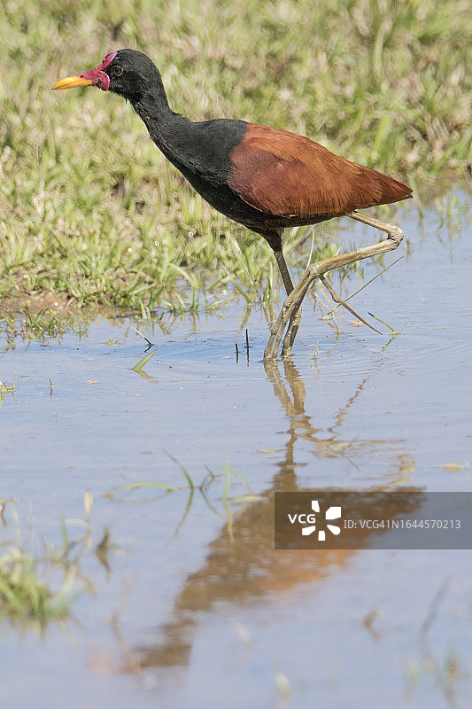 肉垂水雉在水中行走图片素材