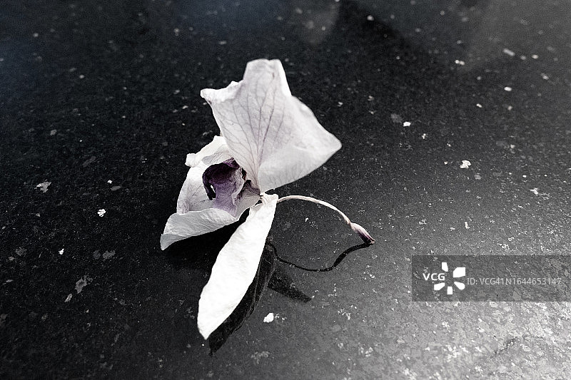 兰花干花特写图片素材