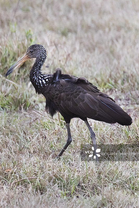 涉禽的一种图片素材