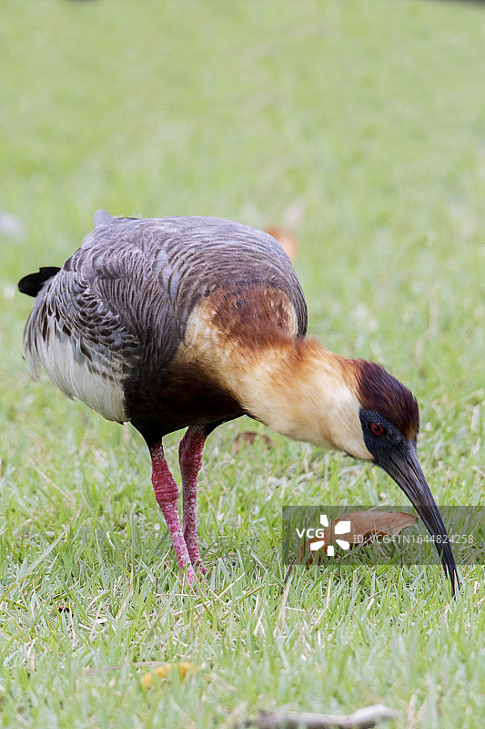 正在觅食的棕颈鹭图片素材