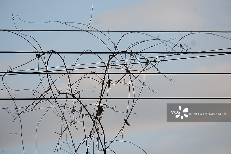电线上生长的干燥植物图片素材