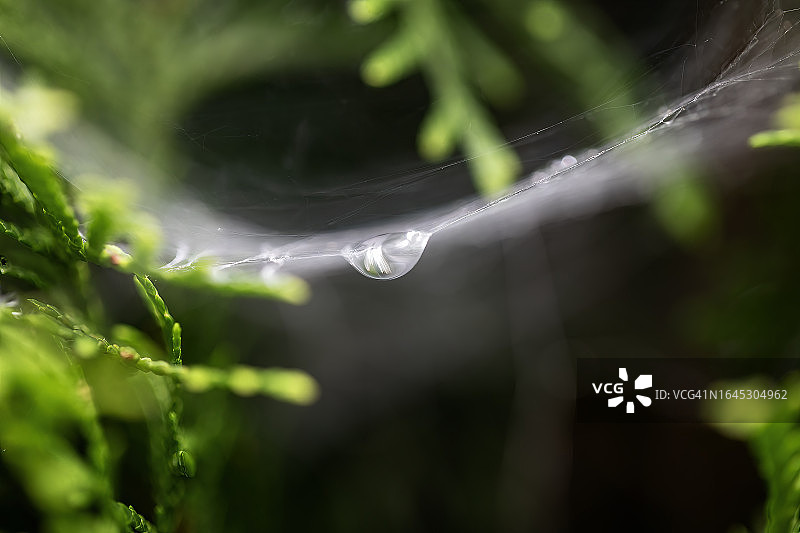 蜘蛛网上的水滴图片素材