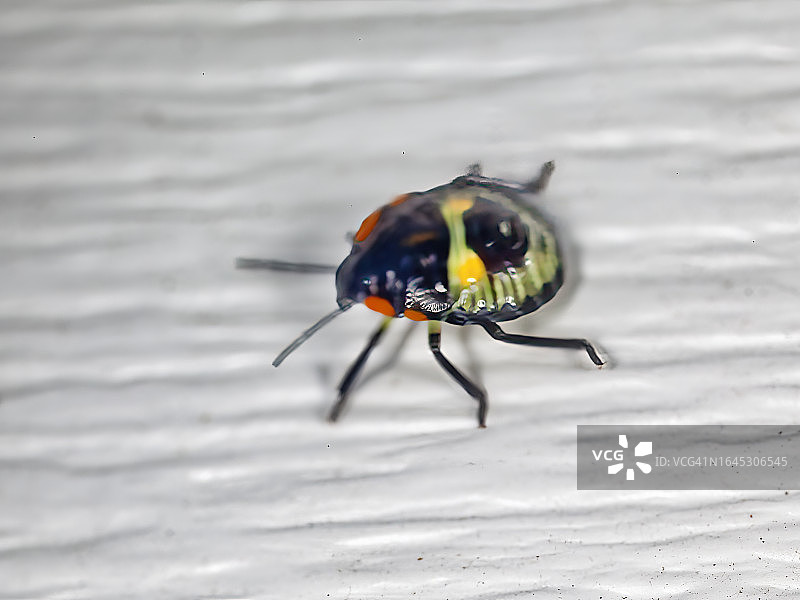 小丑虫图片素材