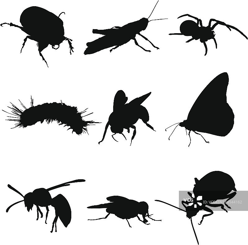 昆虫、虫子和蜘蛛图片素材