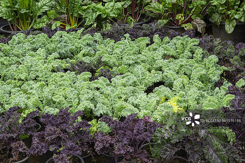 水培农场中生长的莴苣：有机纯素食品的概念图片素材
