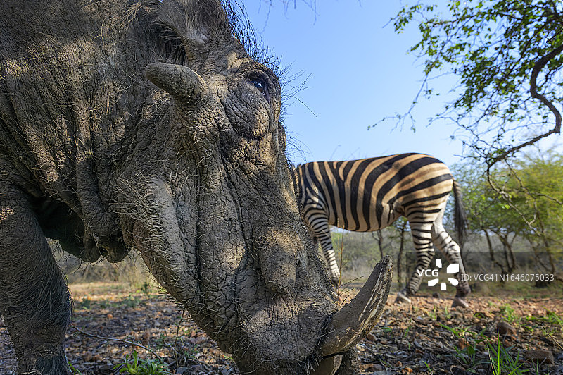 非洲疣猪图片素材