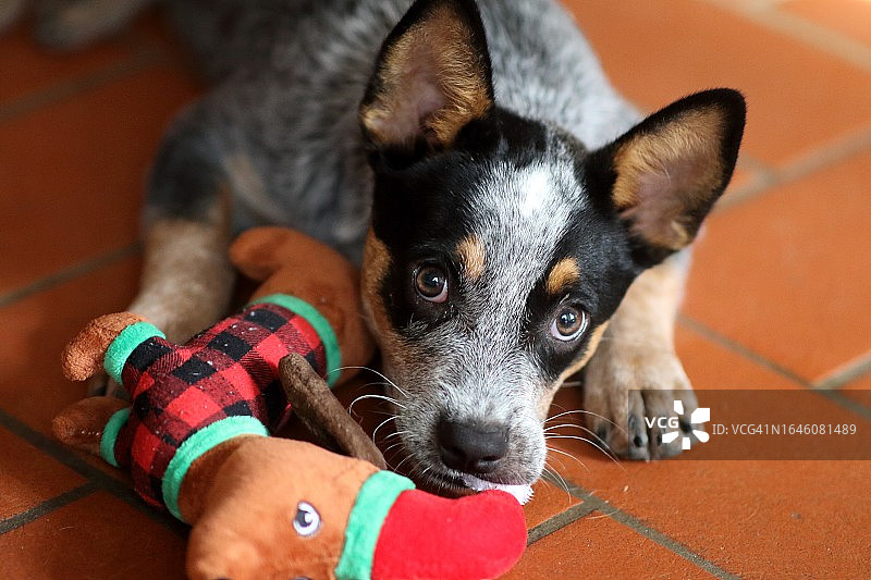 澳大利亚牧牛犬幼犬图片素材