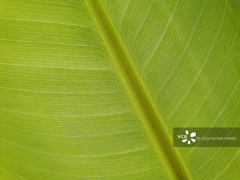 绿色香蕉叶纹理特写镜头图片素材