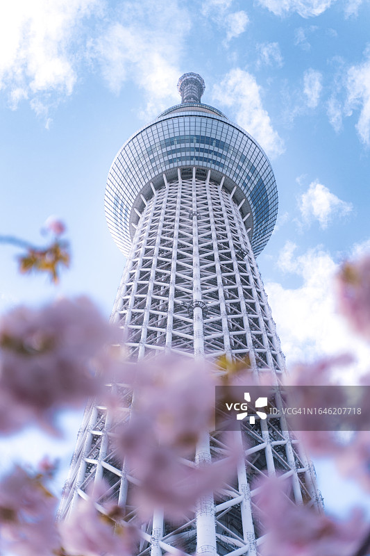 东京晴空塔旁的盛开樱花树，象征着温暖春天的到来图片素材