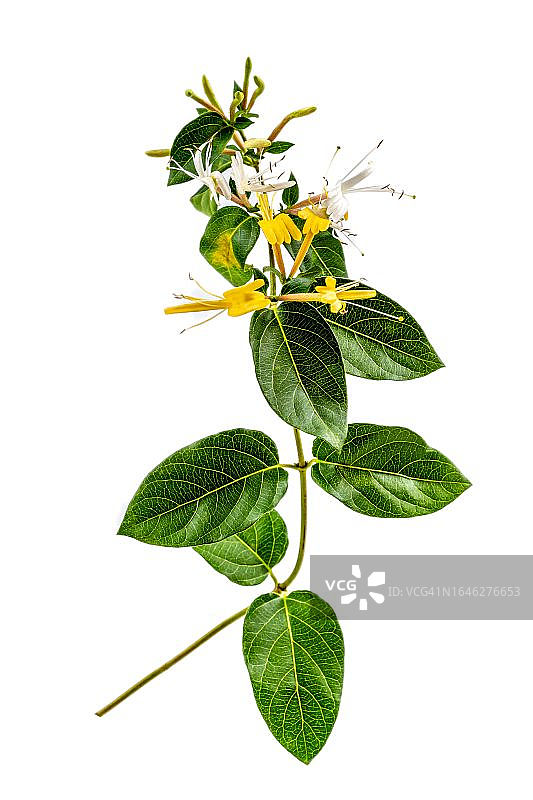 忍冬属植物图片素材