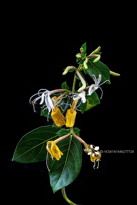 忍冬属植物图片素材