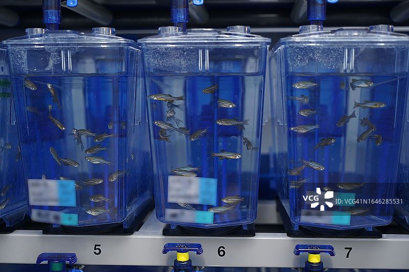 法国国家健康与医学研究所1047号研究单位图片素材