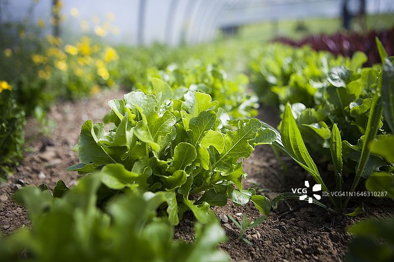 有机农业图片素材