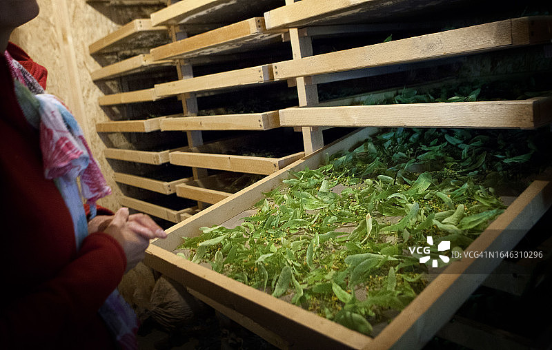 青柠树图片素材