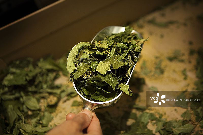 摩洛哥薄荷图片素材