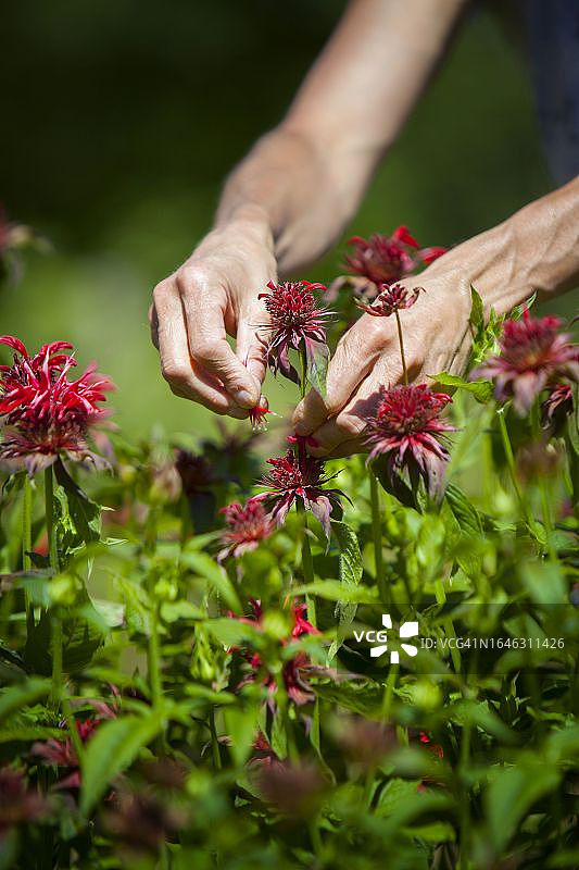莫纳德图片素材